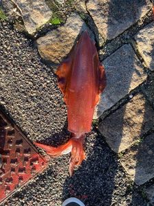 European Squid