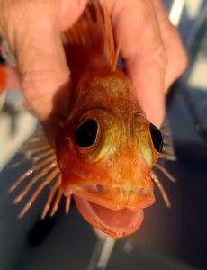 Redfish