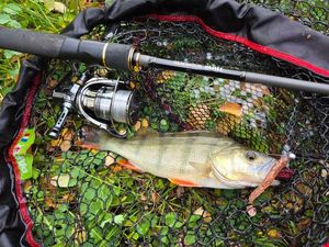 European Perch