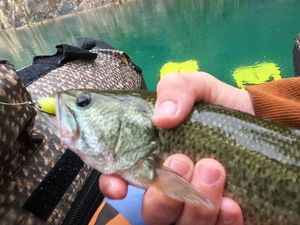 Largemouth Bass