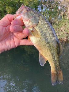 Largemouth Bass