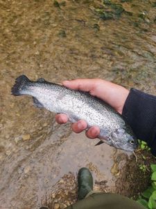 Rainbow Trout