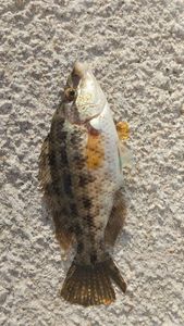 Ballan Wrasse