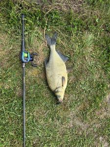 Common Bream