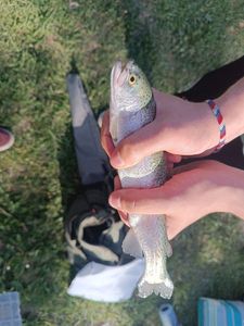 Rainbow Trout