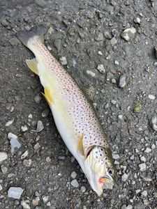 Brown Trout