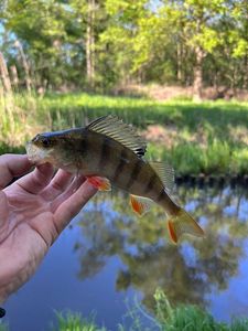 European Perch