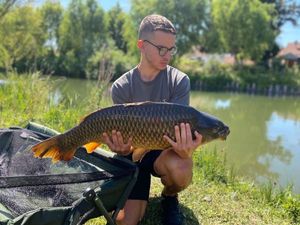 Common Carp