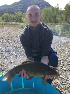 Tench