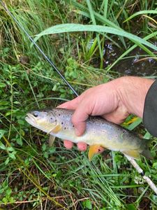 Brown Trout
