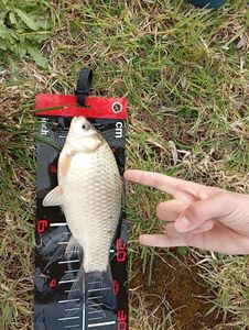 Crucian Carp