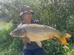 Common Carp