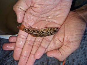 Round Goby