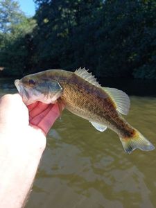 Largemouth Bass