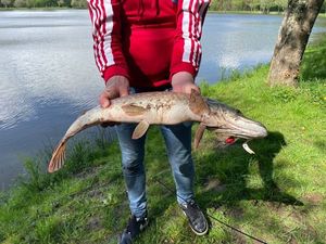 Northern Pike