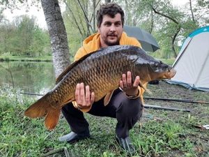 Common Carp