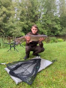 Grass Carp