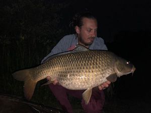 Common Carp
