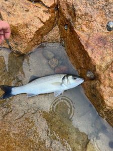 European Bass (Seabass)
