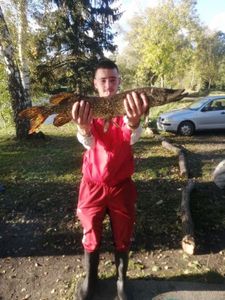Northern Pike