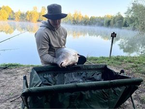 Common Carp