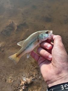 Largemouth Bass