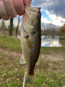 Largemouth Bass