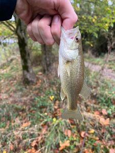 Largemouth Bass