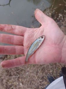 Roach