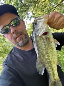 Largemouth Bass