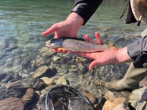 Brown Trout
