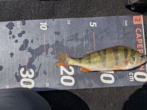 European Perch