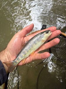Brown Trout