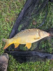 Leather Carp
