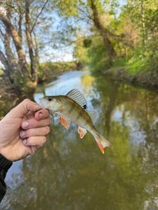 European Perch