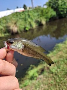 Largemouth Bass