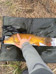 Mirror Carp