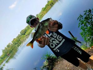European Perch