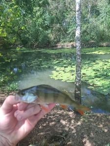 European Perch