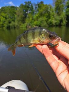 European Perch