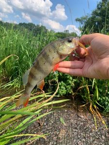 European Perch