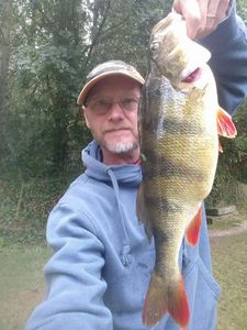 European Perch