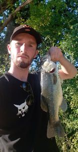 Largemouth Bass