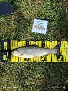 Rainbow Trout