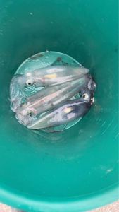 European Squid