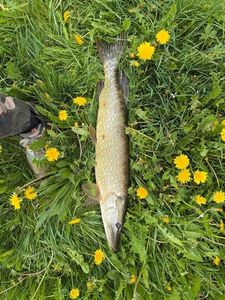 Northern Pike