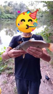 Common Carp