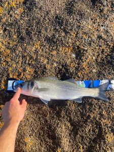 European Bass (Seabass)