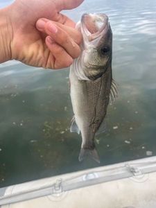 European Bass (Seabass)