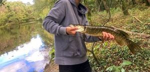Northern Pike